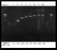 PCR Enzymes